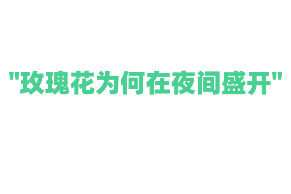 "玫瑰花为何在夜间盛开"